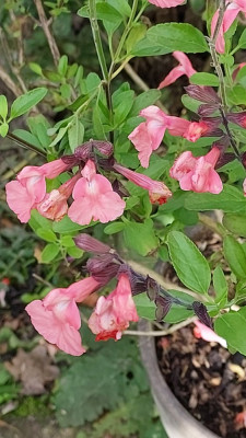 Salvia in einer aparten Lachsfarbe