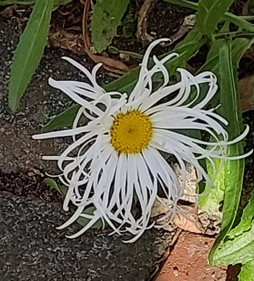 Leucanthemum x supberbum