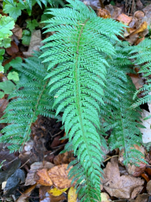 andere Aculeatum haben leicht bogige Wedel