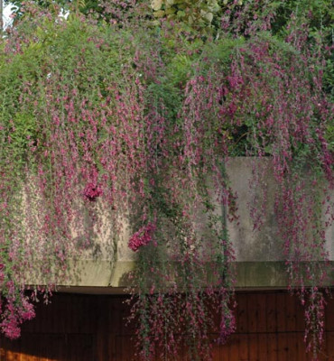 Lespedeza-2008-10-02a.jpg