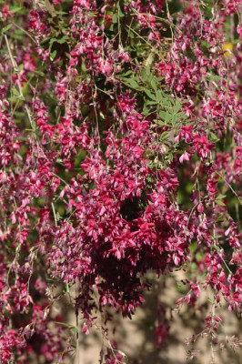 Lespedeza-2008-10-02b.jpg