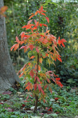 Acer_triflorum-2008-10-02.jpg