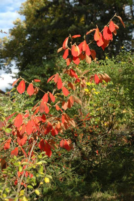 Hamamelis-2008-10-02.jpg