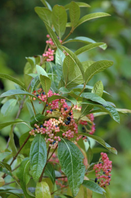 Viburnum_nudum-2008-10-02.jpg