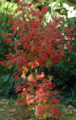 Acer_triflorum-2008-10-02b.jpg