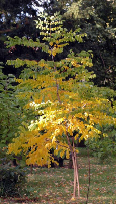 Gymnocladus-2008-10-02.jpg