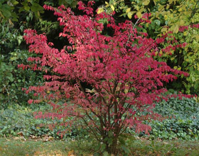 Euonymus_alatus-2008-10-02.jpg