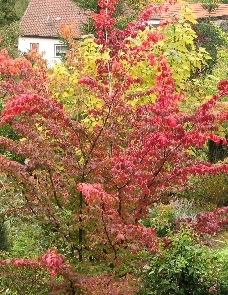 01.10.08_0227_Parrotia-_rot50.JPG