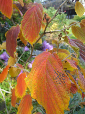 hamamelis_herbst_0993.jpg