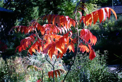 essigbaum-in-rot.jpg.jpg