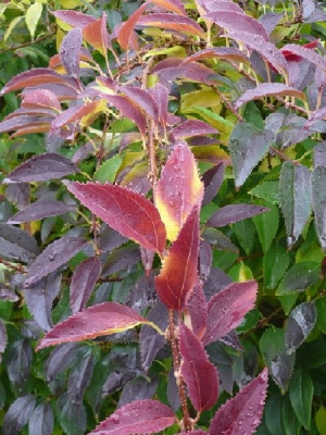 forsythia081010.jpg