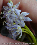 helles Scilla bifolia