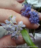 zweierlei Scilla bifolia