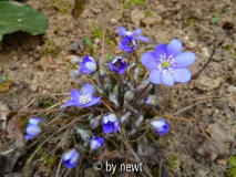 Hepatica