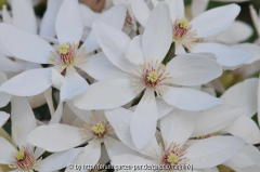 Clematis armandii 'Red Heart' 2013