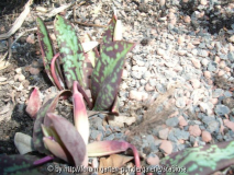 Erythronium 03.04.2013, Austrieb