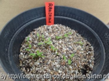 Ranzania Japonica Germination April 2013