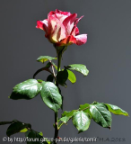 Rose neu2.jpg