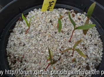 Acer palmatum ex Ao Shidare Germination 2013