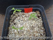 Broussonetia papyrifera Germination 2013