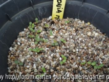 Aronia melanocarpa Germination 2013