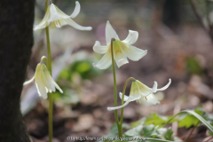 E. 'White Beauty'