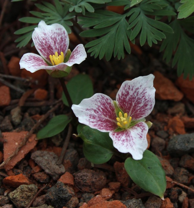 Trillium rivale 'Purple Heart'