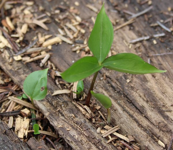 Trillium Sämlinge im Holz