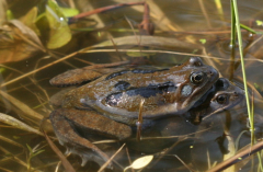 Froschpaar.jpg