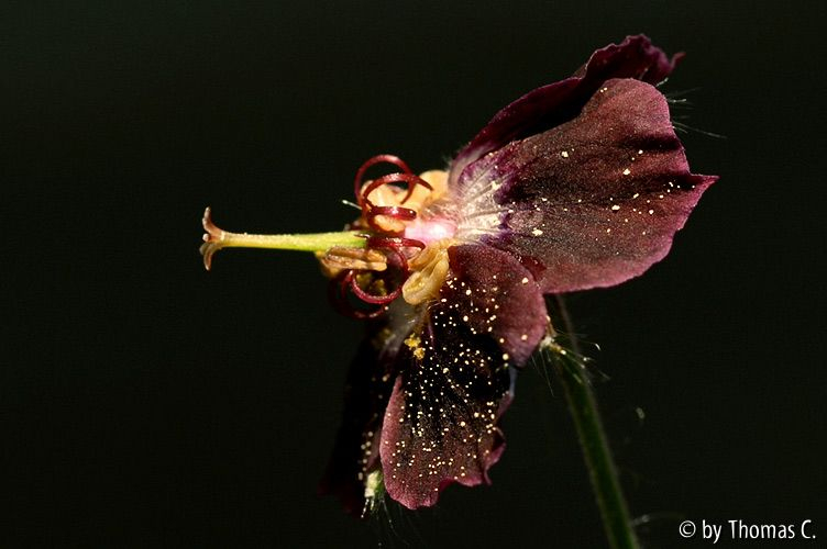 Geranium phaeum seitlich