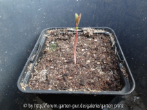 Sassafras albidum Seedling April 2013