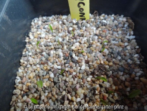 Polygonatum anomalum Germination April 2