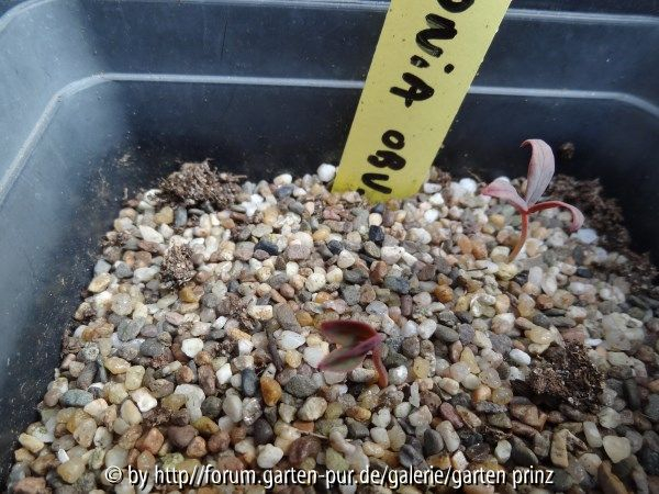 Paeonia obovata alba Germination April 2013