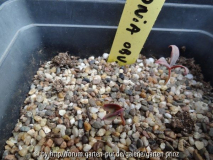 Paeonia obovata alba Germination April 2