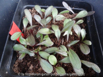 Dahlia Bishop's Children Germination Apr