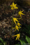 Erythronium tuolumnense 20130421.jpg