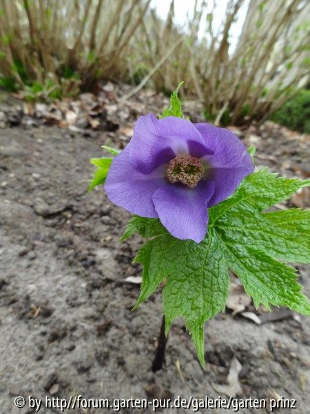 Glaucidium palmatum April 2013