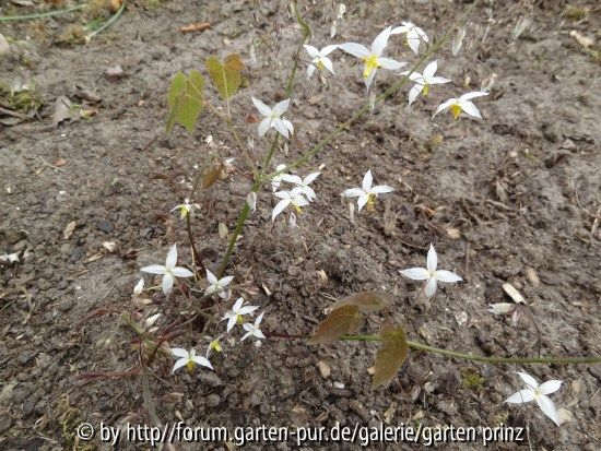 Epimedium stellatum Wudang Star April 2013