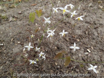 Epimedium stellatum Wudang Star April 20