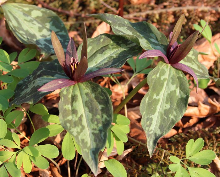 Trillium cuneatum