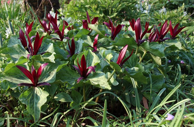 Trillium chloropetalum