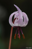 Erythronium hendersonii 20130426.jpg