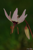 Erythronium helenae 20130426.jpg