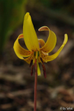 Erythronium americanum 20130426.jpg