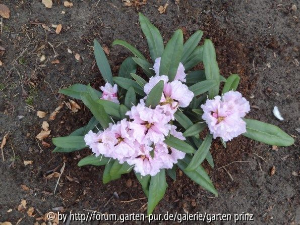 Rhododendron makinoi id