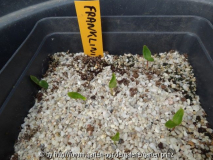 Franklinia alatamaha Germination April 2