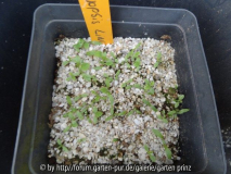 Meconopsis Lingholm Germination April 20