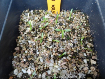 Selinum wallichianum Germination April 2