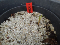 Castanea sativa Germination April 2013