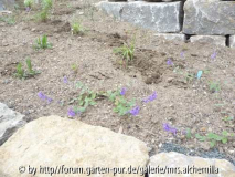 Nepeta